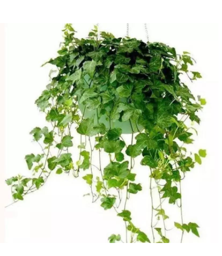 除甲醛植物